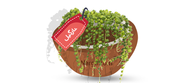  Nargil - string of pearls